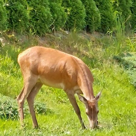 Domek Pod Holica 2 Bieszczady Ustrzyki Dolne Esterno foto