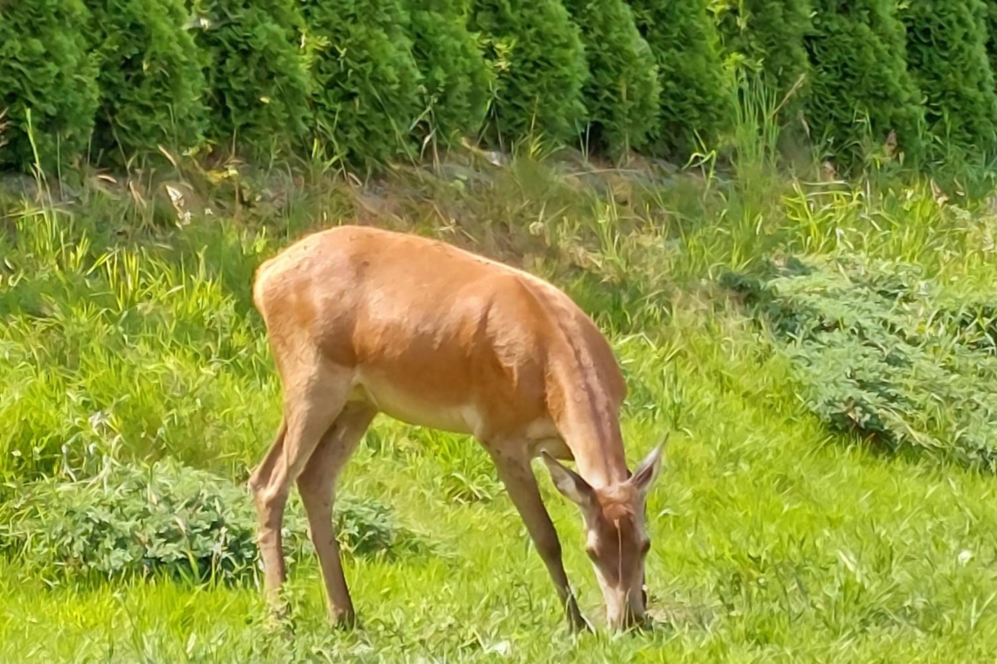 Domek Pod Holica 2 Bieszczady Ustrzyki Dolne Esterno foto